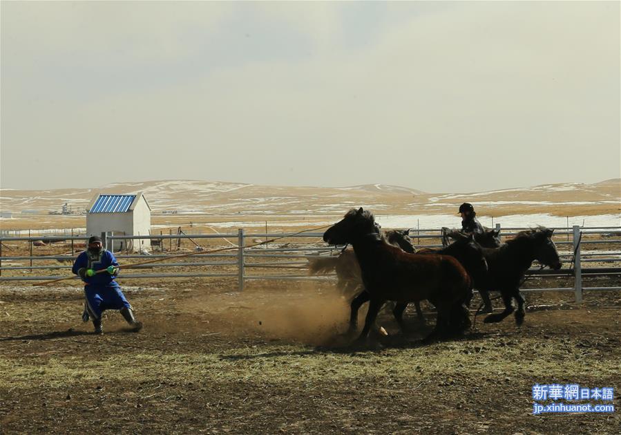 （新华视界）（2）内蒙古首支马背警队：警民联手驯马忙