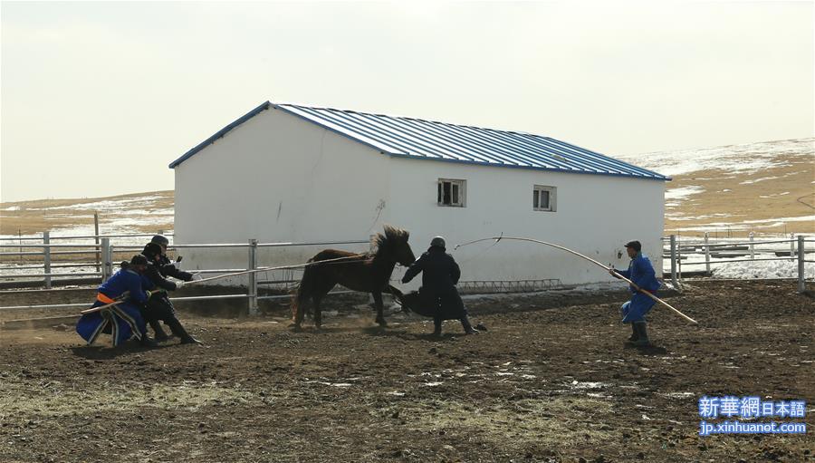 （新华视界）（3）内蒙古首支马背警队：警民联手驯马忙