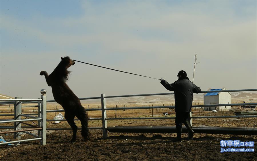 （新华视界）（4）内蒙古首支马背警队：警民联手驯马忙