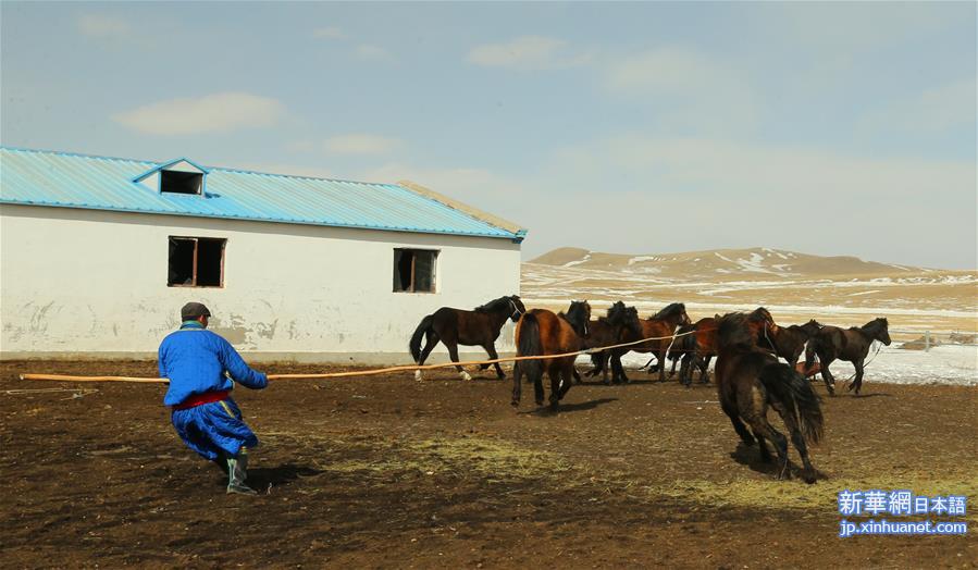 （新华视界）（5）内蒙古首支马背警队：警民联手驯马忙